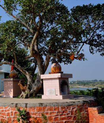 Audumbara tree at Kuruvapur