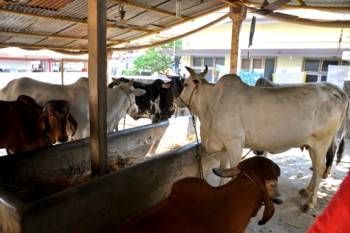 Cow shelter (Gosala) next to the temple