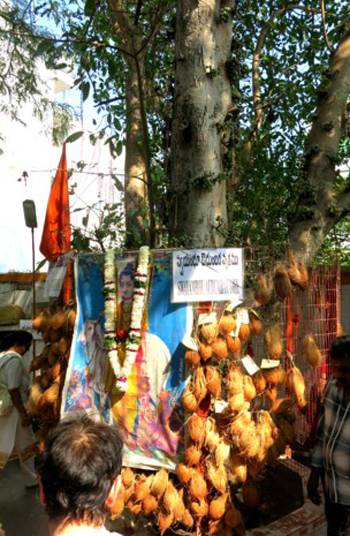 Audumbara tree in front of the temple