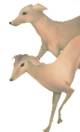 Die Hunde